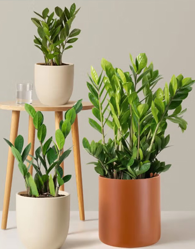 Indoor Plants - Kadiyam Nursery